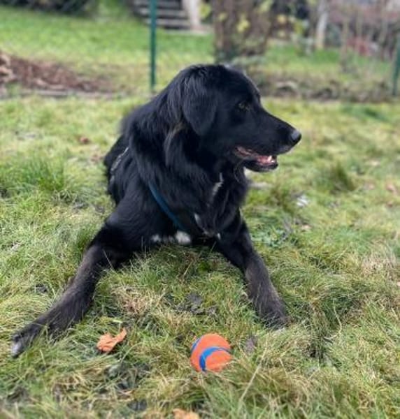 ROVER - ruhiger Junghund möchte Ankommen