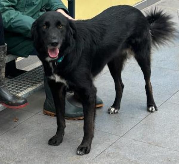 ROVER - ruhiger Junghund möchte Ankommen