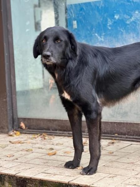 ROVER - ruhiger Junghund möchte Ankommen