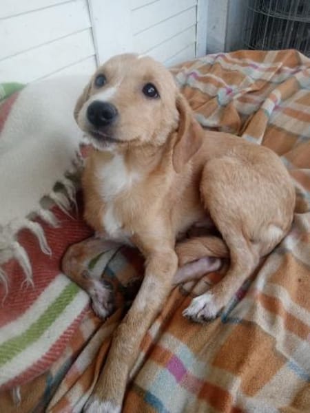 MORO - Hundebub sucht seine Familie