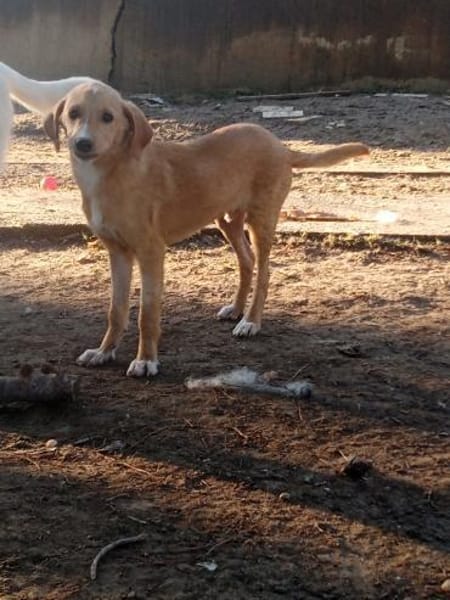 MORO - Hundebub sucht seine Familie