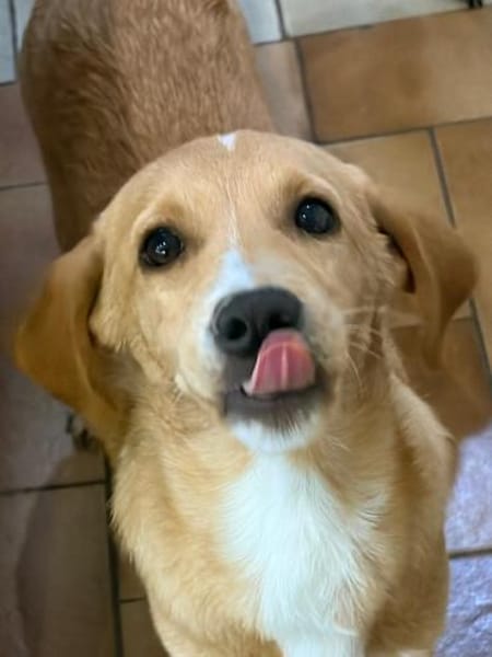 MORO - Hundebub sucht seine Familie