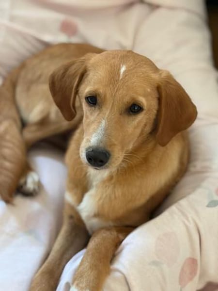 MORO - Hundebub sucht seine Familie