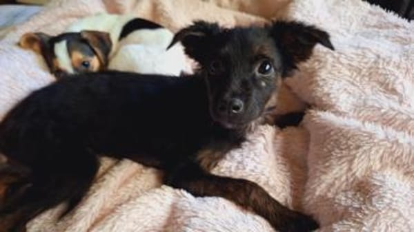 Tashi hat nur knapp überlebt (E)