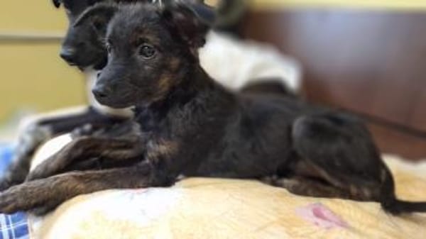 Tashi hat nur knapp überlebt (E)