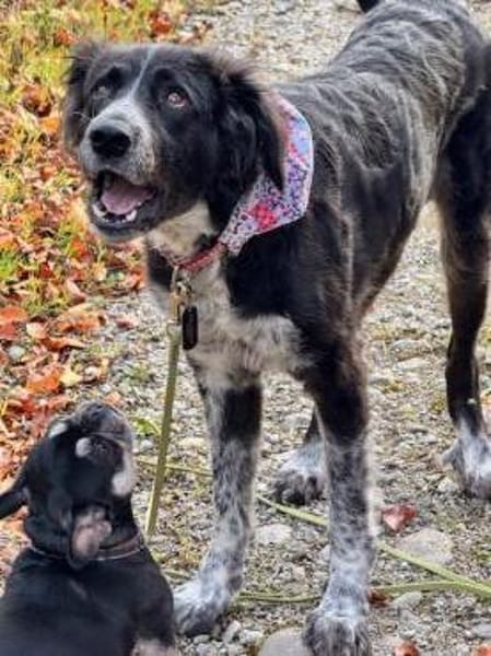 Pina auf der Suche nach Liebe / 82284