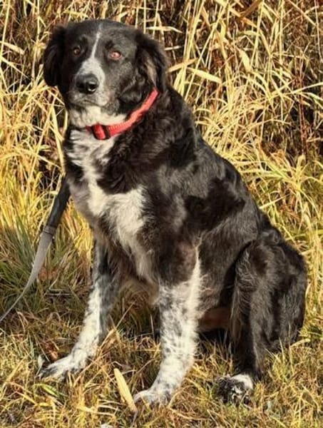 Pina auf der Suche nach Liebe / 82284