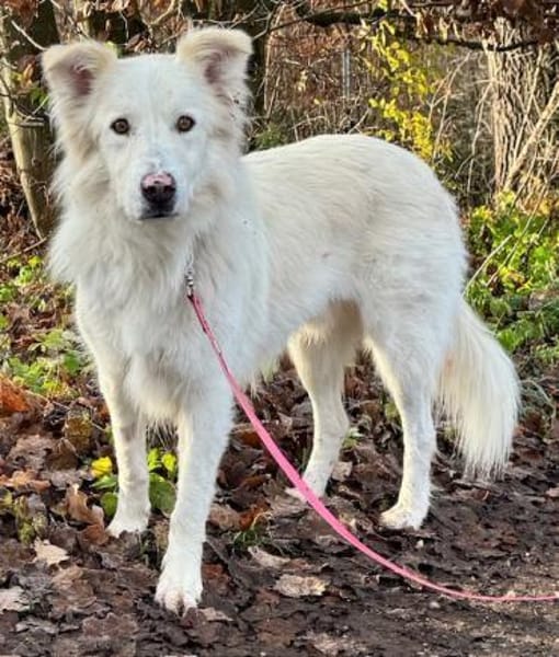 Knut sucht seinen Deckel/ in 82284