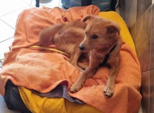 MEGGY sucht Körbchen