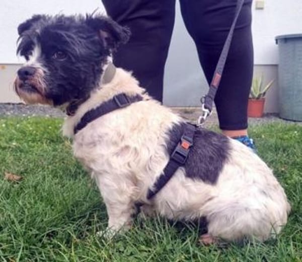 Pele, sucht aktive Familie