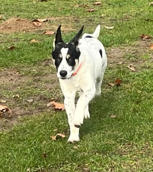 Pearl - 68799 Reilingen