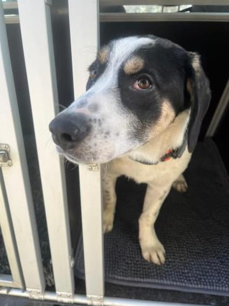 Pearl - 68799 Reilingen