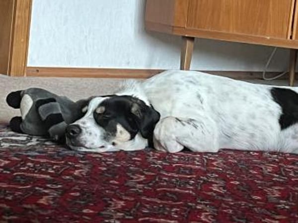 Pearl - 68799 Reilingen