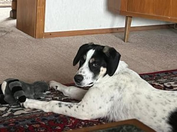 Pearl - 68799 Reilingen