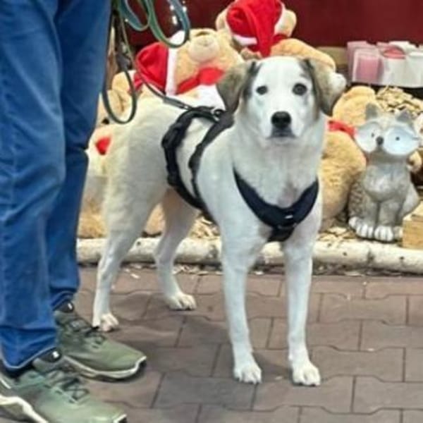 MELODY - liebe freundliche Hündin