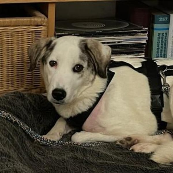 MELODY - liebe freundliche Hündin