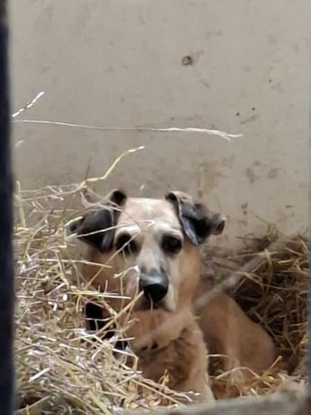 Bella und Diana suchen Paten