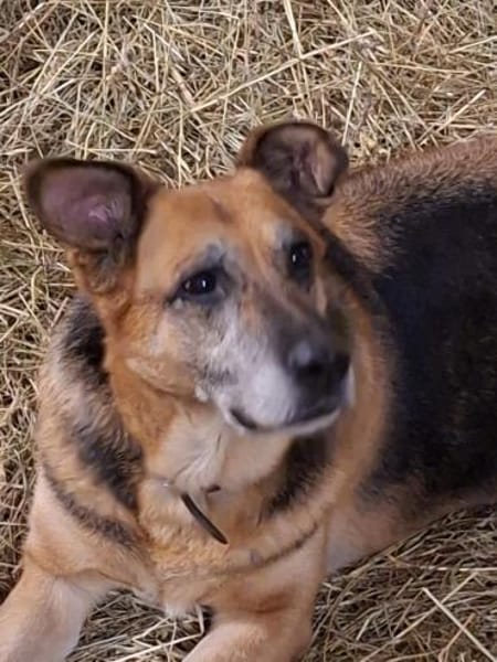 Bella und Diana suchen Paten