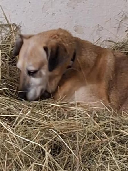 Bella und Diana suchen Paten