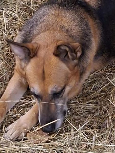 Bella und Diana suchen Paten