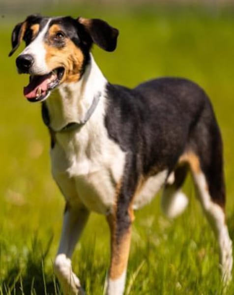 Bobi 💗 wartet in 99718 Greussen