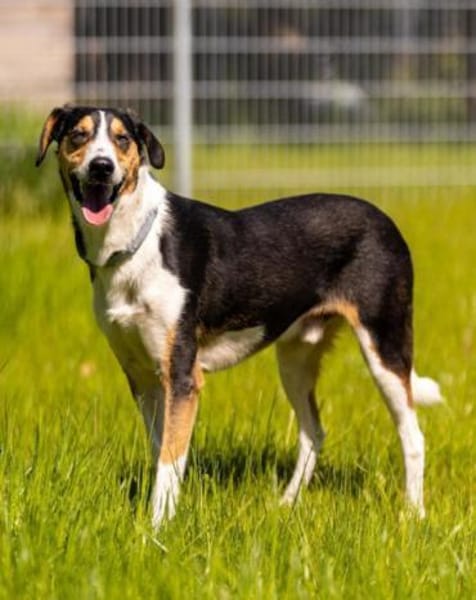 Bobi 💗 wartet in 99718 Greussen