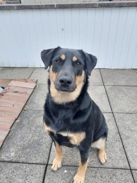 Dora Hündin Mischling sucht Zuhause