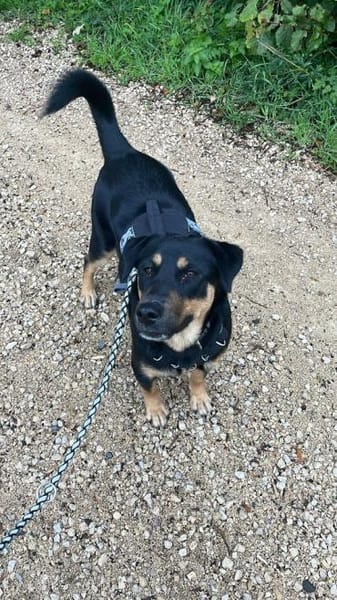 Dora Hündin Mischling sucht Zuhause