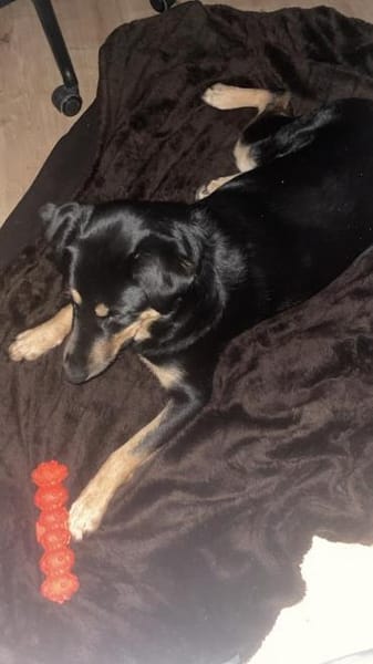 Dora Hündin Mischling sucht Zuhause