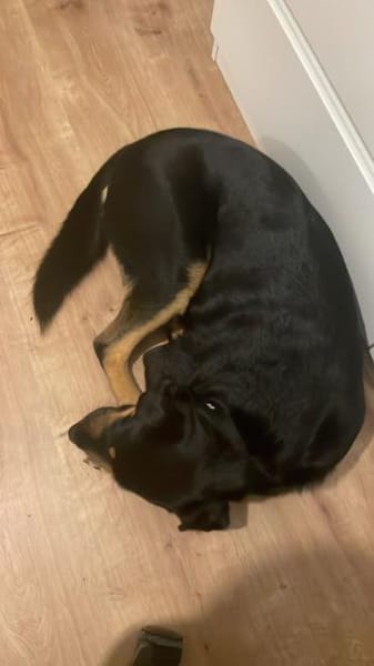 Dora Hündin Mischling sucht Zuhause