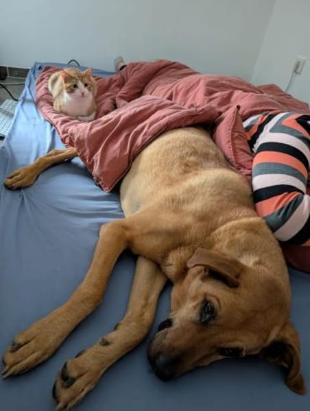 Zoll - Charakter-Kater