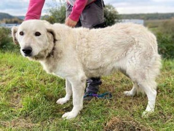 ZUZA braucht ein Zuhause