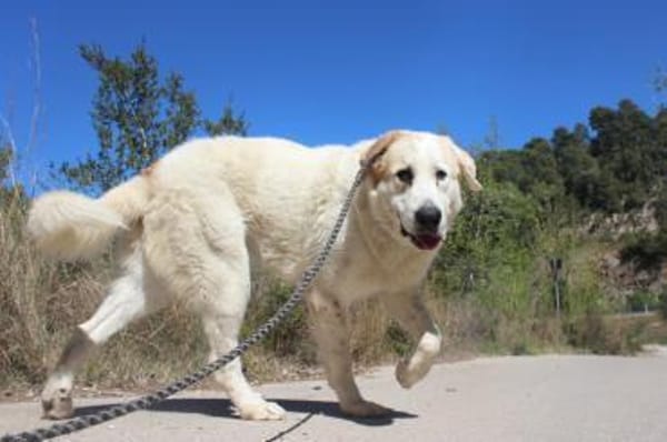 Snow ist ein grosser Rüde, Ludwigshafen