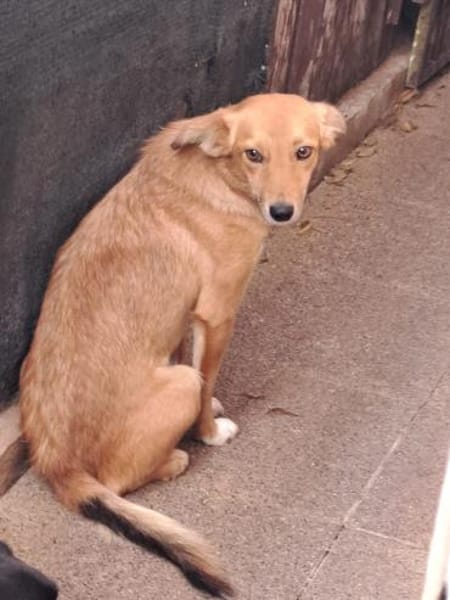 Fuxy - muntere Familienhündin