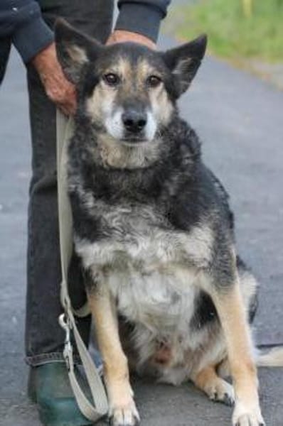 Meto - sehr zutraulich u. verschmust