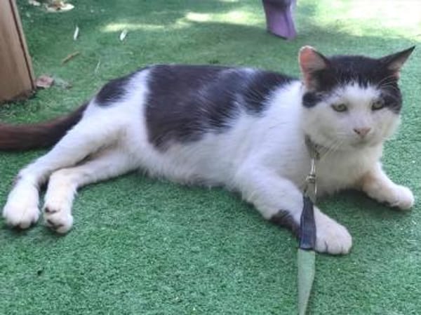 FIV-Kater Salvo hofft auf seine Menschen