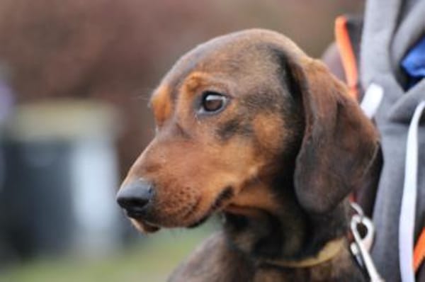 Dia - kinderlieb u. sehr zutraulich