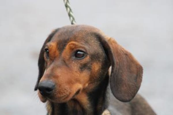 Dia - kinderlieb u. sehr zutraulich