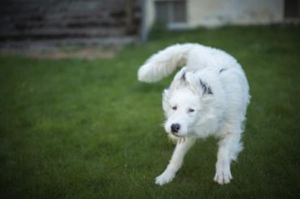 Wer schenkt Elliot ein Zuhause?