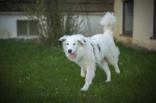 Wer schenkt Elliot ein Zuhause?