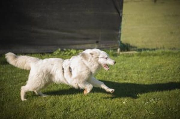 Wer schenkt Elliot ein Zuhause?