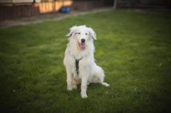 Wer schenkt Elliot ein Zuhause?