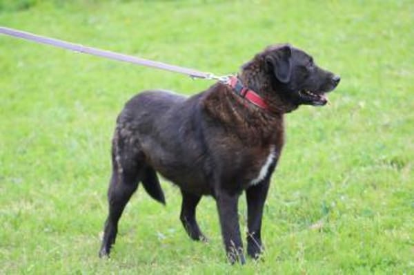 Douce - ❤❤sehr verspielt u. kinderlieb