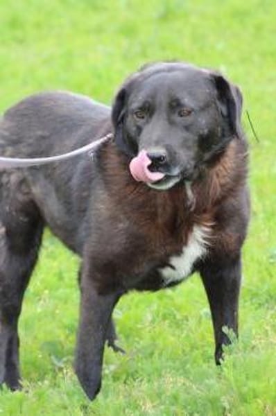 Douce - ❤❤sehr verspielt u. kinderlieb