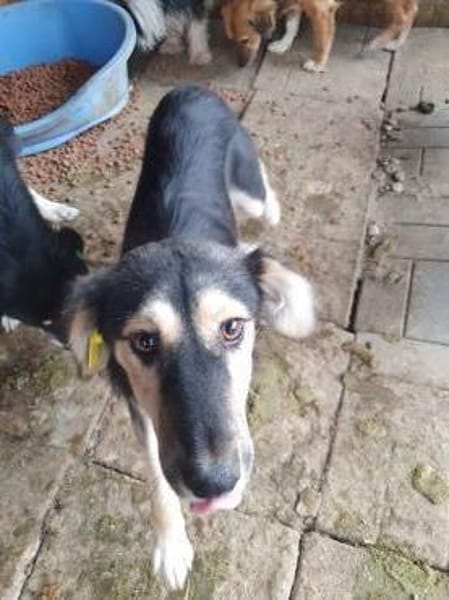 ISABELLA-schlanke Schönheit,weiches Fell