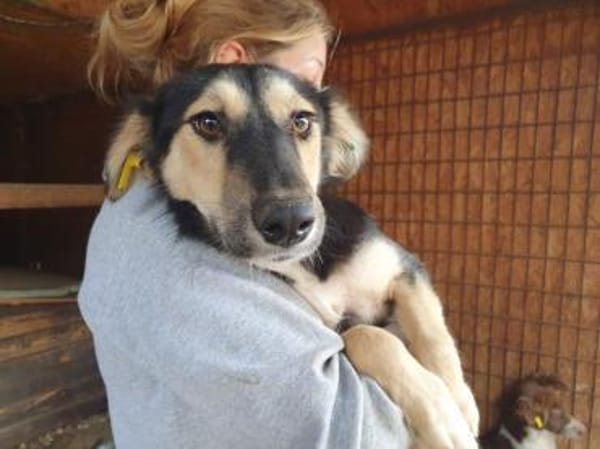 ISABELLA-schlanke Schönheit,weiches Fell