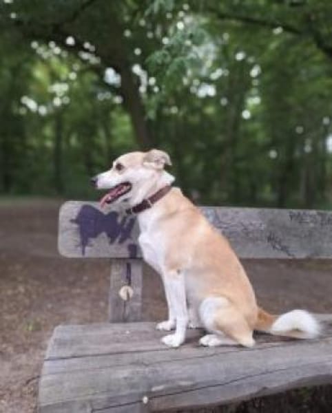 Timmy jetzt Albu 48 cm (Pflegestelle)