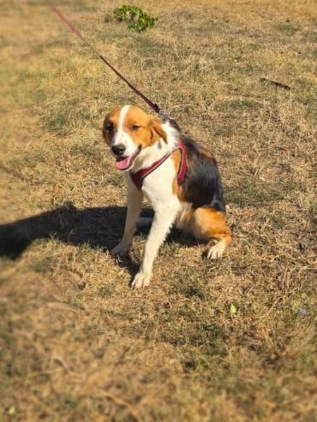 Loki ein toller Familienhund