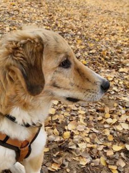 JORDY - charmant und lieb