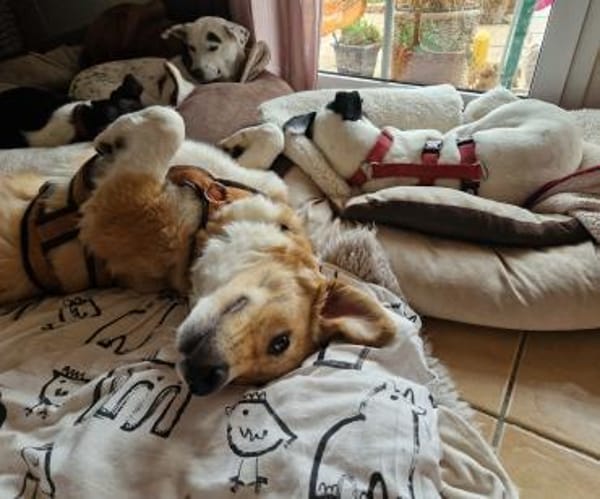 JORDY - charmant und lieb